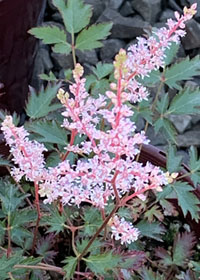 Astilbe simplicifolia  'Key Biscayne'
